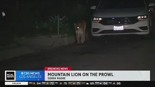 Mountain lion spotted in Sierra Madre neighborhood