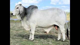 Karmoo Brahmans 2023 Bull Sale - Lot 5