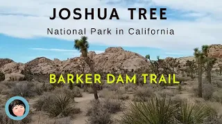 Joshua Tree National Park | Barker Dam Trail | easy hiking trail | petroglyphs | Joshua Tree NP CA