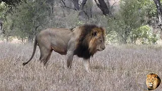 Old Sweni Male Lion With His Sons Of The N'wanetsi Lion Pride