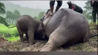 TRAPPED Baby Elephant And Mother SAVED From Hole In Thailand After Vets Perform CPR On Mother