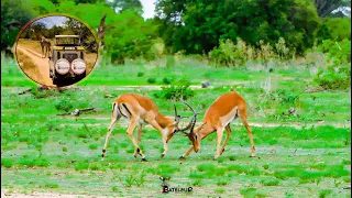 IMPALAS FIGHT IN RUAHA NATIONAL PARK WITH BATELEUR SAFARIS (WILDLIFE VIDEO)