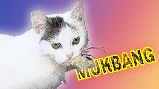 MUKBANG: Stray cats enjoy raw chicken - hear purring unwillingness to share food (ASMR)