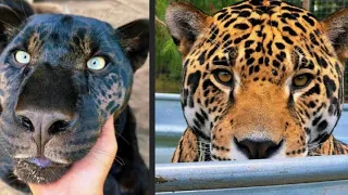 JAGUAR VS BLACK PANTHER?! WHAT’S THE DIFFERENCE…