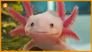 The 10 Cutest Exotic Animals in the World - You Won't Believe Your Eyes! | Pets Guideline