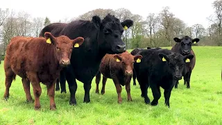 Beef Focus: Agriland visits the Gigginstown Angus herd