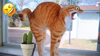 New Funny Animals 2023 😄 Funniest Cats and Dogs 😹🐶 Part 19