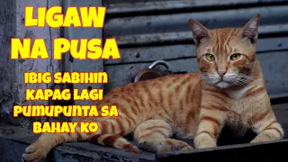 IBIG SABIHIN NG PAGDALAW SA BAHAY MO NG LIGAW NA PUSA