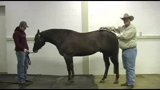 What to look for in a reining horse prospect