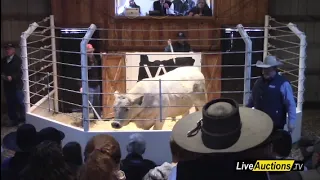 V-A-L Charolais Ranch : Feb 20, 2024