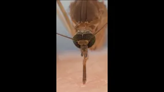 mosquitoes. How Mosquitoes Use Six Needles to Suck Your Blood | Deep Look #shorts