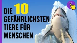 Die 10 Gefährlichsten Tiere Für Menschen | Interessante informationen | Denk daran !