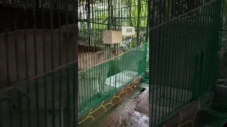 lion and tiger roar #lion #tiger #zoo #zoobic #safari #subic #wildlife #wildanimals