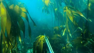 Spearfishing West Coast Cape Town