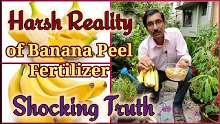 The Harsh Reality of Using Banana Peel Liquid Fertilizer , an eye opener