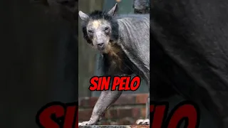 3 Animales SIN PELO ❌ que dan MIEDO 💀