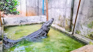 Cho cá sấu ăn, thăm bạn rùa và giới thiệu bạn mới