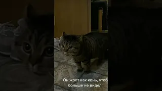 Кошки приколы . Обиделся котик.