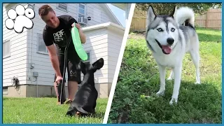 DOGS REACT TO ROCKET BALLOONS!