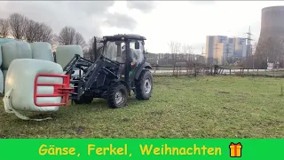 FarmVLOG #183  Weihnachtsvorbereitung  /  Ferkel kastrieren