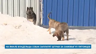 НА ЯМАЛЕ ВЛАДЕЛЬЦЫ СОБАК ЗАПЛАТЯТ ШТРАФ ЗА САМОВЫГУЛ ПИТОМЦЕВ