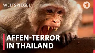 Die Affen sind los! Thailändische Stadt leidet unter Affenhorden | Weltspiegel