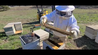 январь эвкалипт выделяет мед кое где начали белить