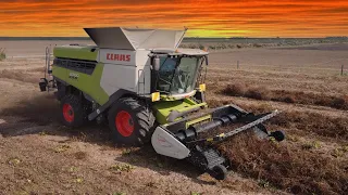 Claas Lexion 8700 Harvesting Redbeet and Carrots