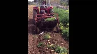 Harvesting potatoes in Malta