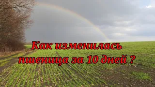 Пшеница после морозов  можно ли спасти??Подкормка 185кг ☔☔☔