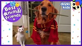 Tuukka The Cat Thinks He's A Dog | Dodo Kids: Best Animal Friends