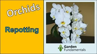 Repotting orchids, everything you need to know to keep them healthy and flowering (my method)