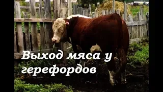 Выход мяса у быков. Итоги откорма. Герефорды! Есть ли смысл?