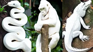 15 Rarest Albino Animals That Were Only Seen Once