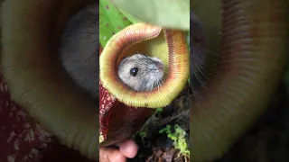 Saving a Hamster From a meat eating Plant 😮❤️ #nepenthes #carnivorousplants