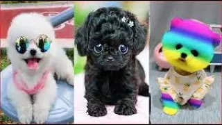 tiktok chó phốc sóc mini😍 Funny and Cute Pomeranian #5