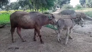 Buffalo and Donkey  First time 😔 our village 2021 part 67