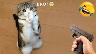 😂Funny cats: New Skibidi Toilet Cat and Funny Dogs (new and remastered) 😅 Trending Funny Animals 😹