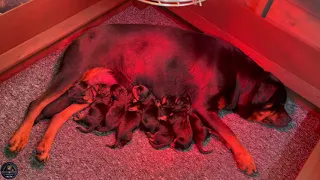 Rottweiler Goes Into Labour And Give Birth To 9 Puppies