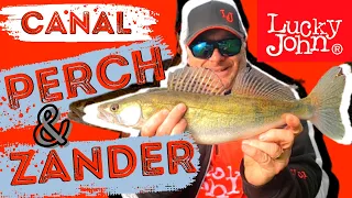 canal perch and zander 2