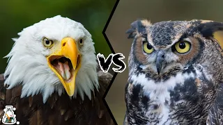 EAGLE VS OWL - Who Would Win?