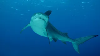 Sharp rise in shark sightings across NSW