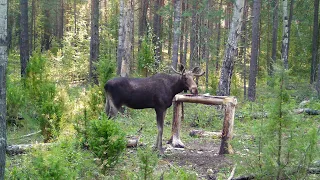 Step Into the Wild: Trail Camera Footage in the Woods of 2023!