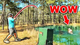 My Backyard Pond Bass Grew BIGGER Than I Thought Possible! (EPIC Topwater Blowups)