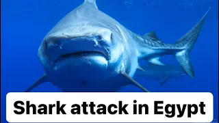 Shark attack in Egypt