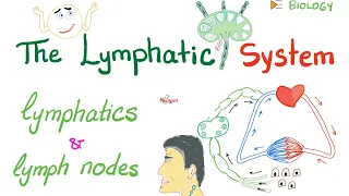 The Lymphatic System | Lymphatics and Lymph Nodes | Immunology | Biology.