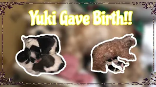 My dog Yuki gave birth!