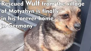 Rescued Wulf from the village of Motyzhyn is finally in his forever home in Germany