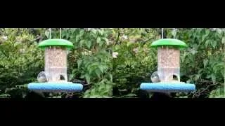 Great Tit / Mésange charbonnière (Parus major) 3D video