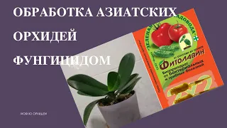 Миниобзор 2-х орхидей. Как себя чувствует орхидея в перлите. Обработка азиатских орхидей фунгицидом.